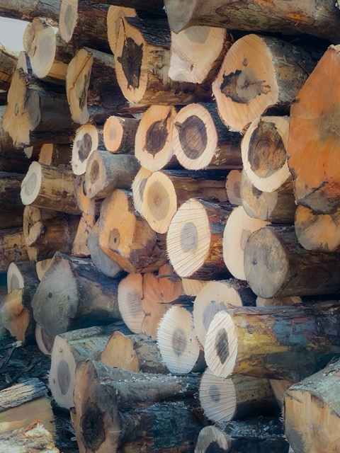 Few-Shot Computer Vision for Industrial Wood Grading